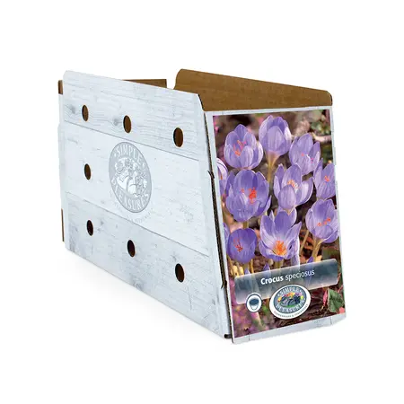 Crocus Fall Flowering Speciosus | Cappers 10 x 15 - image 2