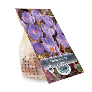 Crocus Fall Flowering Speciosus | Cappers 10 x 15 - image 3