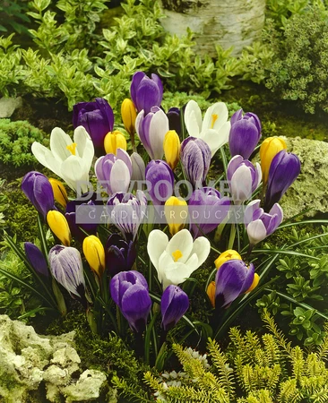 Crocus Mixed vernus | 100 pce