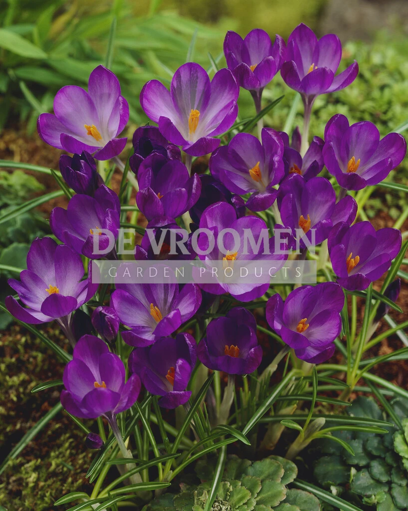 Crocus Ruby Crocus Botanical Ruby Giant | 100 pcs - De Vroomen US