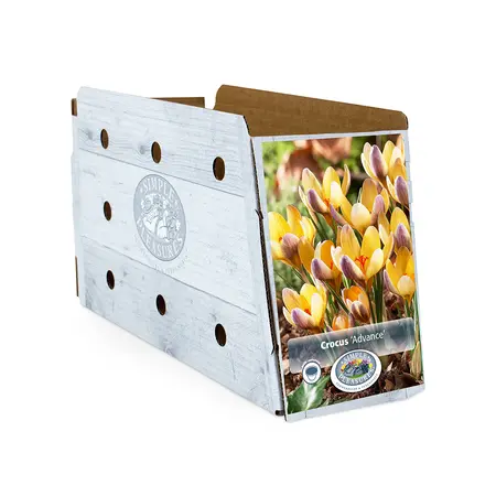 Crocus Specie Advance | Cappers 15 x 20 - image 2