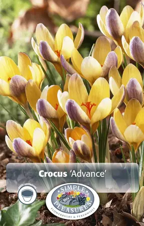 Crocus Specie Advance | Cappers 15 x 20 - image 1