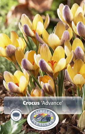 Crocus Specie Advance | Cappers 15 x 20 - image 3
