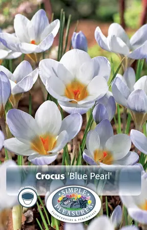 Crocus Specie Blue Pearl | Cappers 20 x 16 - image 1