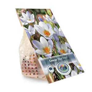 Crocus Specie Blue Pearl | Cappers 20 x 16 - image 3