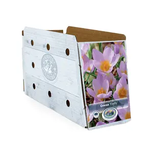 Crocus Specie Firefly | Cappers 20 x 16 - image 2