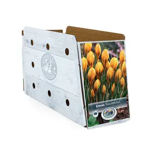 Crocus Specie Fuscotinctus | Cappers 20 x 16 - image 2