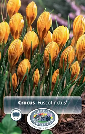 Crocus Specie Fuscotinctus | Cappers 20 x 16 - image 1