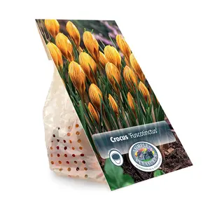 Crocus Specie Fuscotinctus | Cappers 20 x 16 - image 3