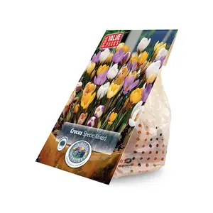 Crocus Specie mixed | Cappers 40 x 15 - image 2