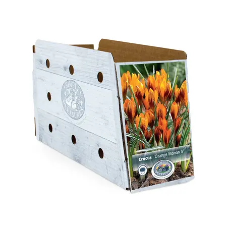 Crocus Specie Orange Monarch | Cappers 10 x 20 - image 2