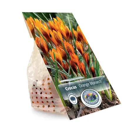 Crocus Specie Orange Monarch | Cappers 10 x 20 - image 3