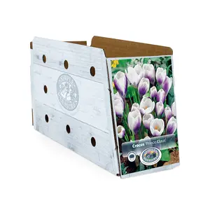 Crocus Specie Prins Claus | Cappers 20 x 16 - image 2