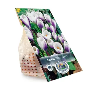 Crocus Specie Prins Claus | Cappers 20 x 16 - image 3