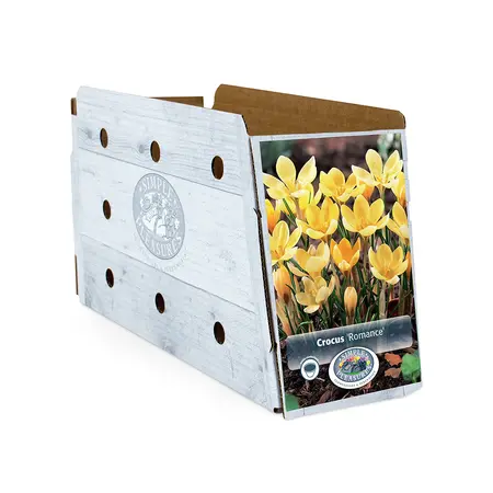Crocus Specie Romance | Cappers 20 x 16 - image 2