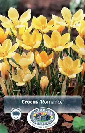 Crocus Specie Romance | Cappers 20 x 16 - image 1