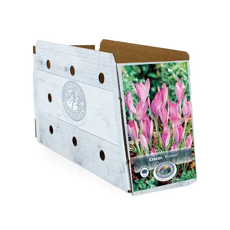 Crocus Specie Roseus | Cappers 10 x 20 - image 2
