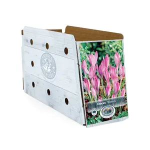 Crocus Specie Roseus | Cappers 10 x 20 - image 2