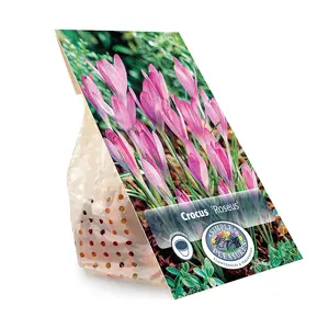 Crocus Specie Roseus | Cappers 10 x 20 - image 3