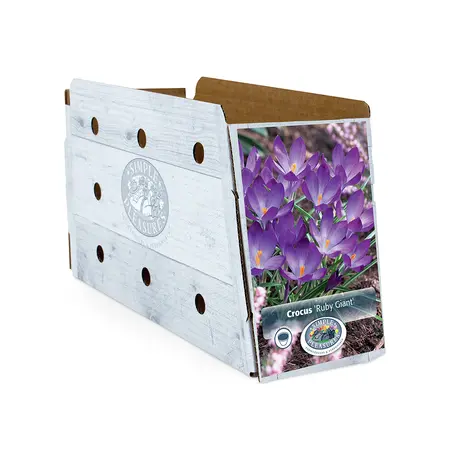 Crocus Specie Ruby Giant | Cappers 20 x 16 - image 2