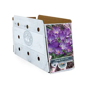 Crocus Specie Ruby Giant | Cappers 20 x 16 - image 2