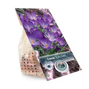 Crocus Specie Ruby Giant | Cappers 20 x 16 - image 3