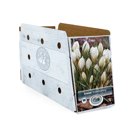 Crocus Specie Snowbunting | Cappers 20 x 16 - image 2