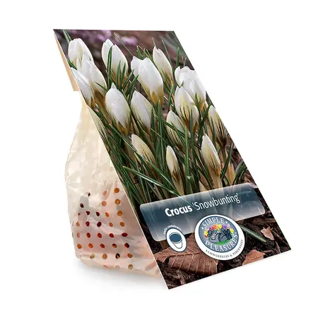 Crocus Specie Snowbunting | Cappers 20 x 16 - image 3