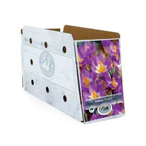 Crocus Specie Tricolor | Cappers 20 x 16 - image 2