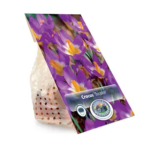 Crocus Specie Tricolor | Cappers 20 x 16 - image 3