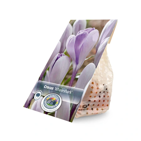 Crocus Specie Whaleshark | Cappers 10 x 20 - image 3