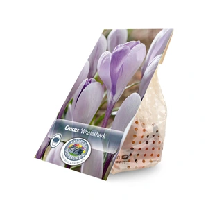 Crocus Specie Whaleshark | Cappers 10 x 20 - image 3