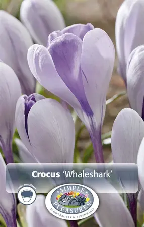 Crocus Specie Whaleshark | Cappers 10 x 20 - image 1