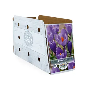 Crocus Vernus Aqua | Cappers 15 x 16 - image 2