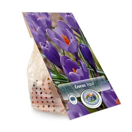 Crocus Vernus Aqua | Cappers 15 x 16 - image 3