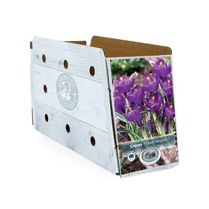 Crocus Vernus Flower Record | Cappers 15 x 16 - image 2