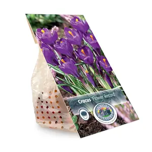 Crocus Vernus Flower Record | Cappers 15 x 16 - image 3