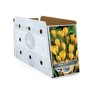 Crocus Vernus Golden Yellow | Cappers 15 x 16 - image 2