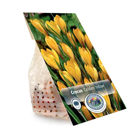 Crocus Vernus Golden Yellow | Cappers 15 x 16 - image 3
