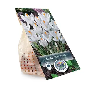Crocus Vernus Jeanne D'Arc | Cappers 15 x 16 - image 2