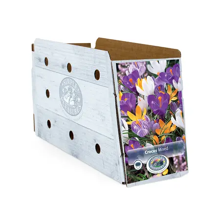 Crocus Vernus Mixed | Cappers 15 x 16 - image 2