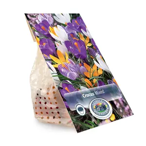 Crocus Vernus Mixed | Cappers 15 x 16 - image 3