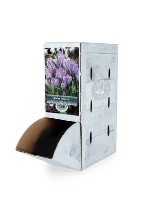 Crocus Vernus Pickwick | 200 pce - image 2