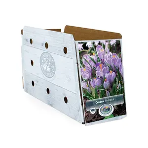 Crocus Vernus Pickwick | Cappers 15 x 16 - image 2