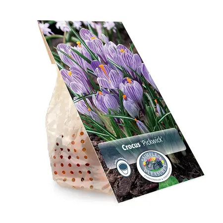 Crocus Vernus Pickwick | Cappers 15 x 16 - image 3