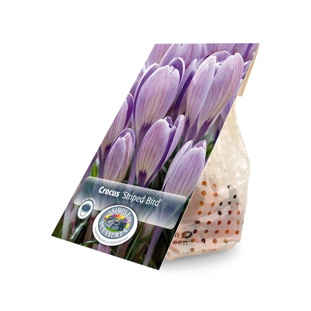 Crocus Vernus Striped Bird | Cappers 12 x 16 - image 3