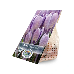 Crocus Vernus Striped Bird | Cappers 12 x 16 - image 3