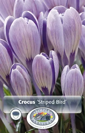 Crocus Vernus Striped Bird | Cappers 12 x 16 - image 1