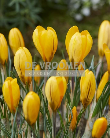 Crocus Yellow Mammouth | 100 pce