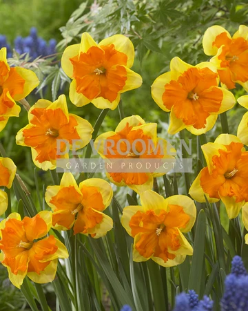 Daffodil Congress | 25 pce